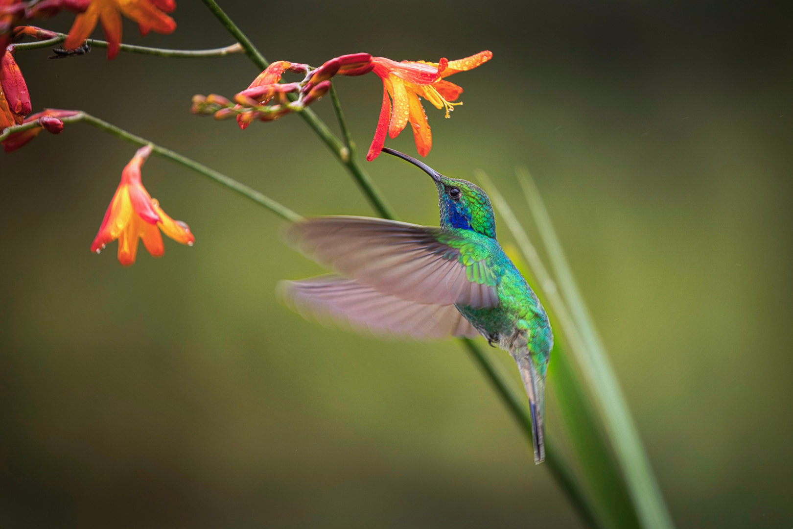 Kolibri Costa Rica Foto & Bild | natur, tiere, vögel Bilder auf ...