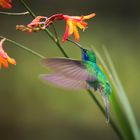 Kolibri Costa Rica