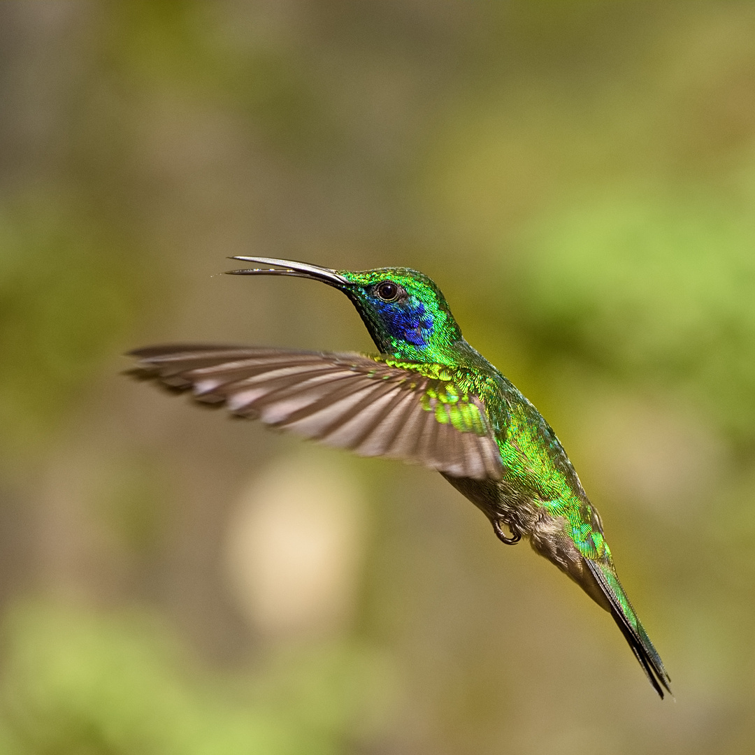 Kolibri / Costa Rica