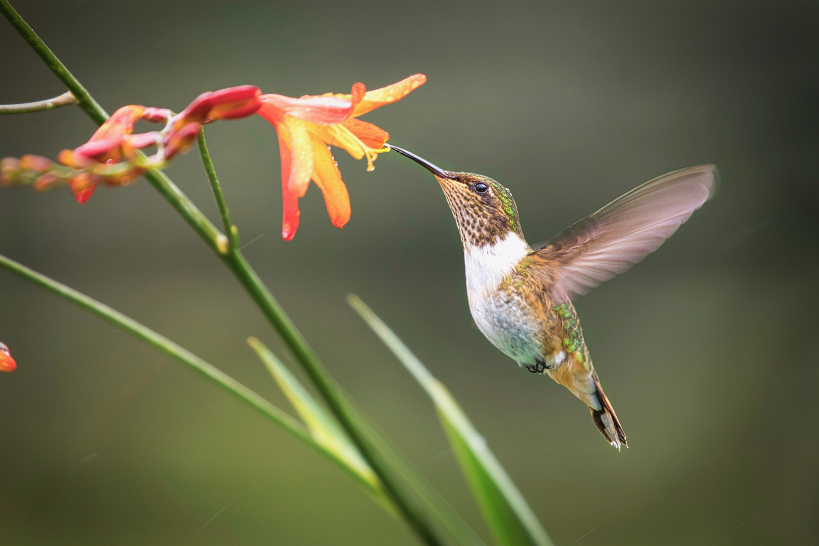 Kolibri Costa Rica