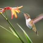 Kolibri Costa Rica