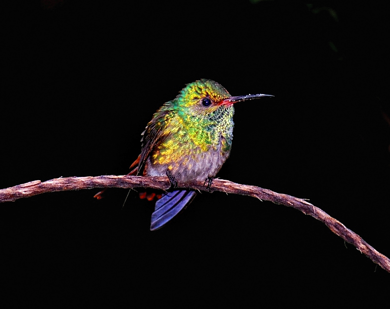 Kolibri (Costa Rica)