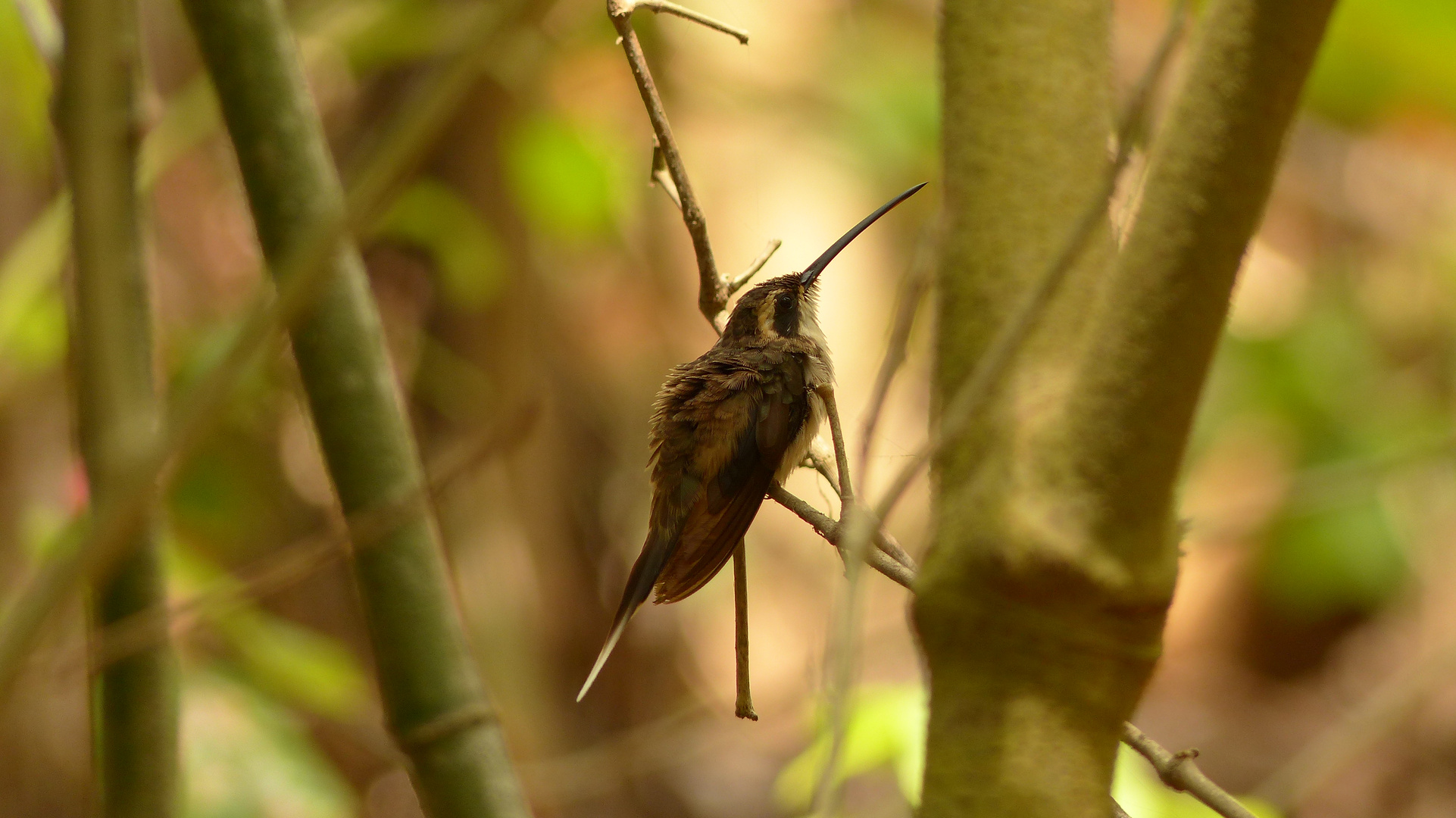 Kolibri