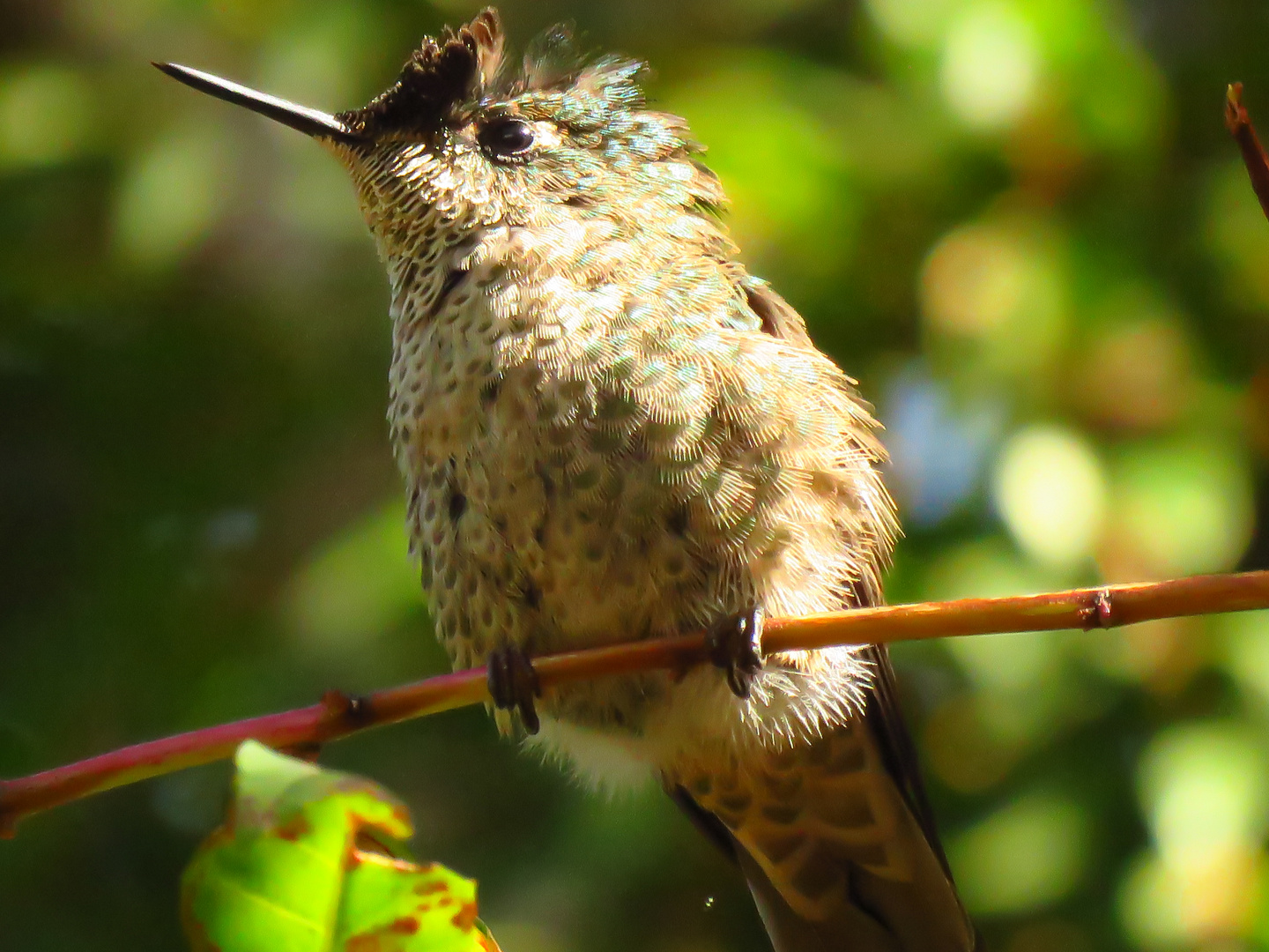 Kolibri, das Fünfte 