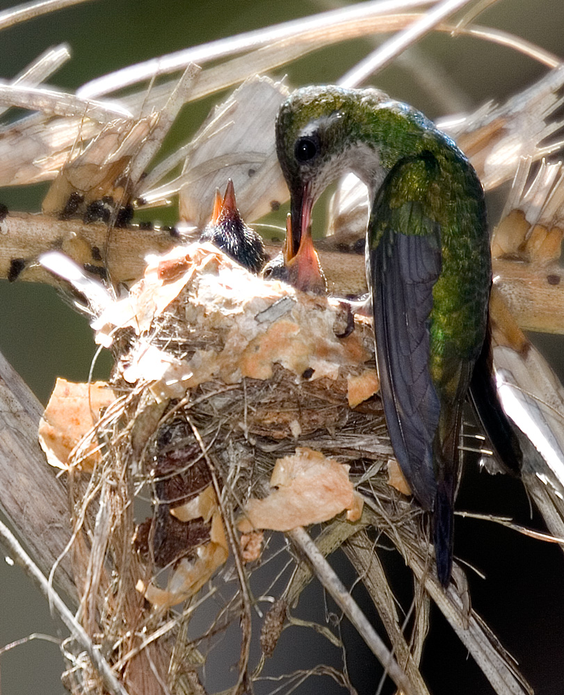 Kolibri