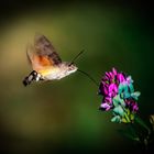 Kolibri der Schmetterlinge