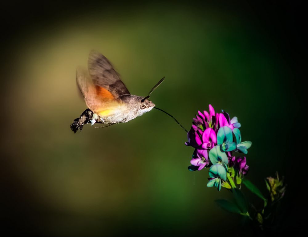 Kolibri der Schmetterlinge Foto & Bild tiere, fotos, makro Bilder auf Kolibri der Schmetterlinge Foto & Bild tiere, fotos, makro Bilder auf