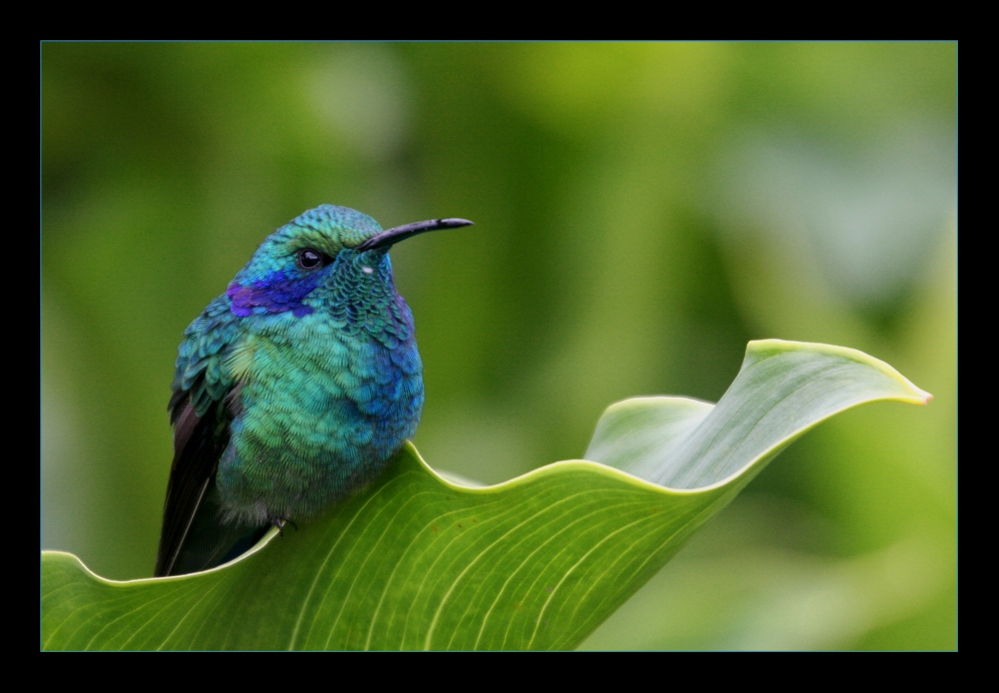 Kolibri ... die 1.