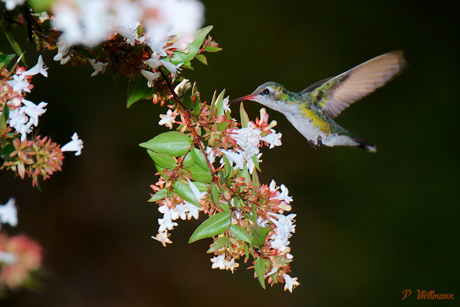 Kolibri