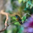 Kolibri einer der Kleinsten seiner Art