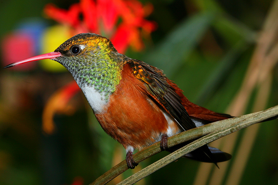 Kolibri, einmal ganz still