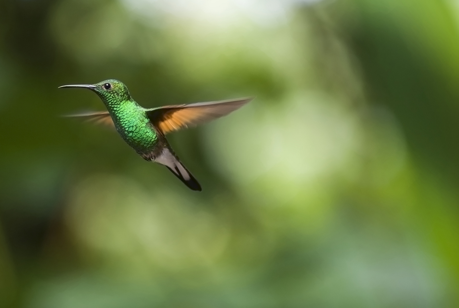 Kolibri (Elvira chionura) "Monte Verde"