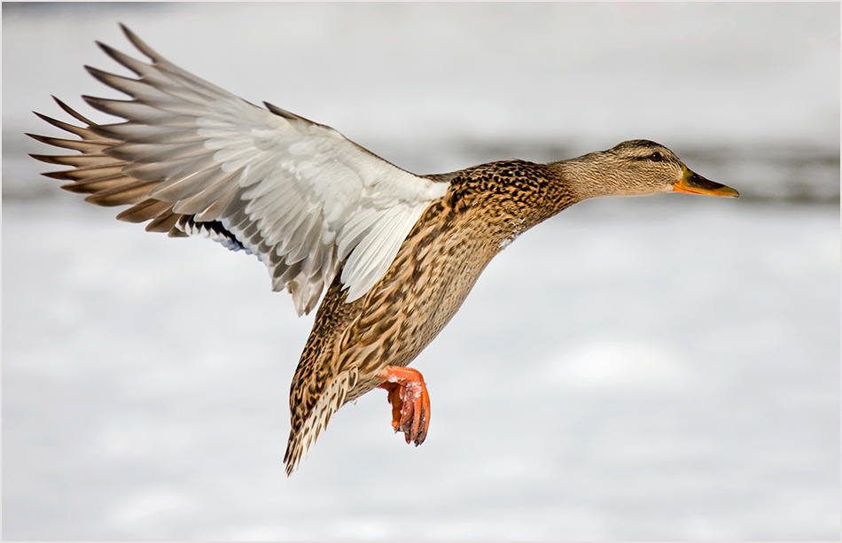 "Kolibri"-Ente