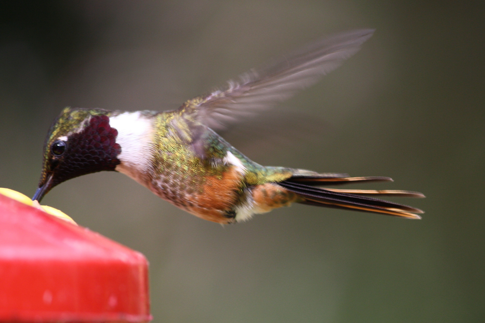 Kolibri erwischt