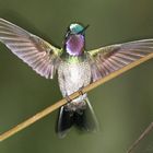 Kolibri extrem
