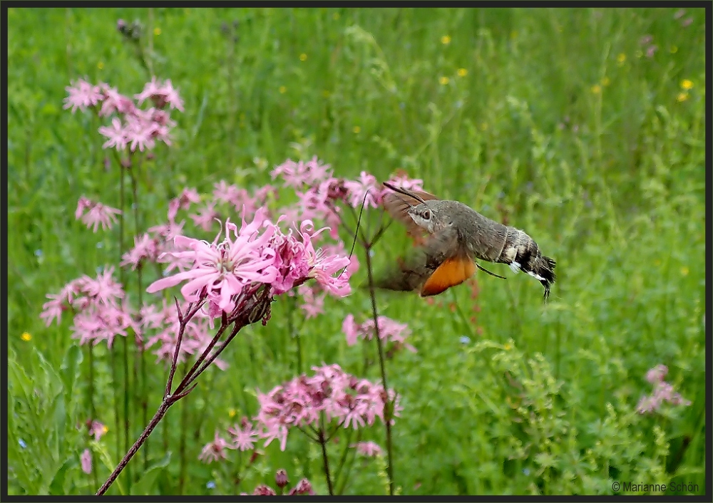 *Kolibri-Falter*