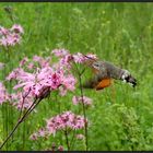 *Kolibri-Falter*