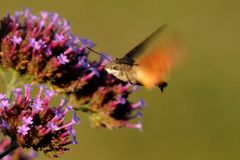 Kolibri-Falter, nein Taubenschwänzchen