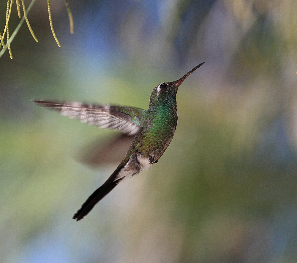 Kolibri Foto & Bild | tiere, wildlife, wild lebende vögel Bilder auf ...