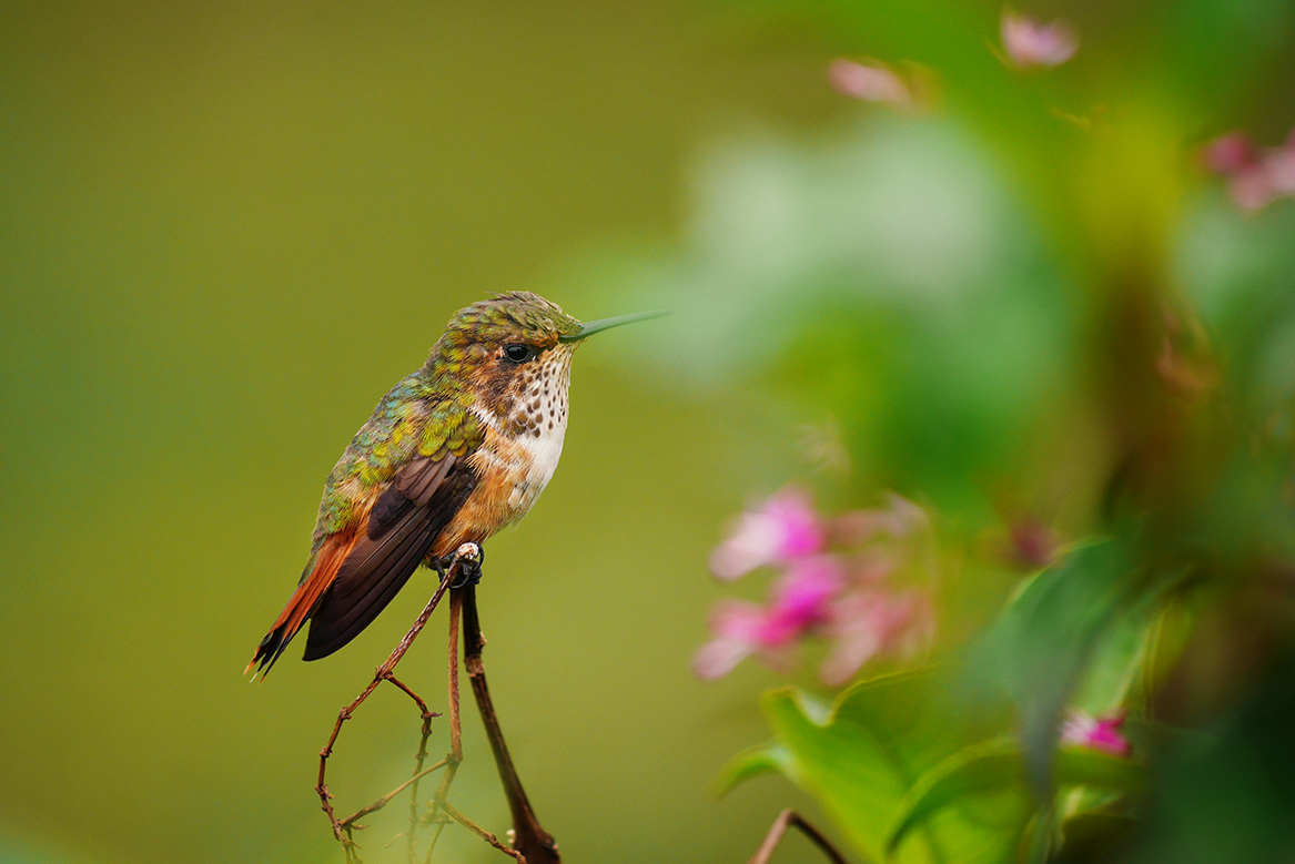 Kolibri