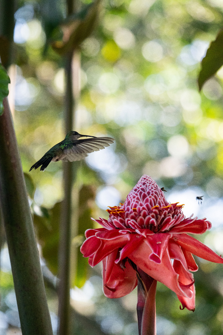 Kolibri, Fliegen und rote Blume