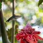 Kolibri, Fliegen und rote Blume