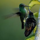 Kolibri - Flirt