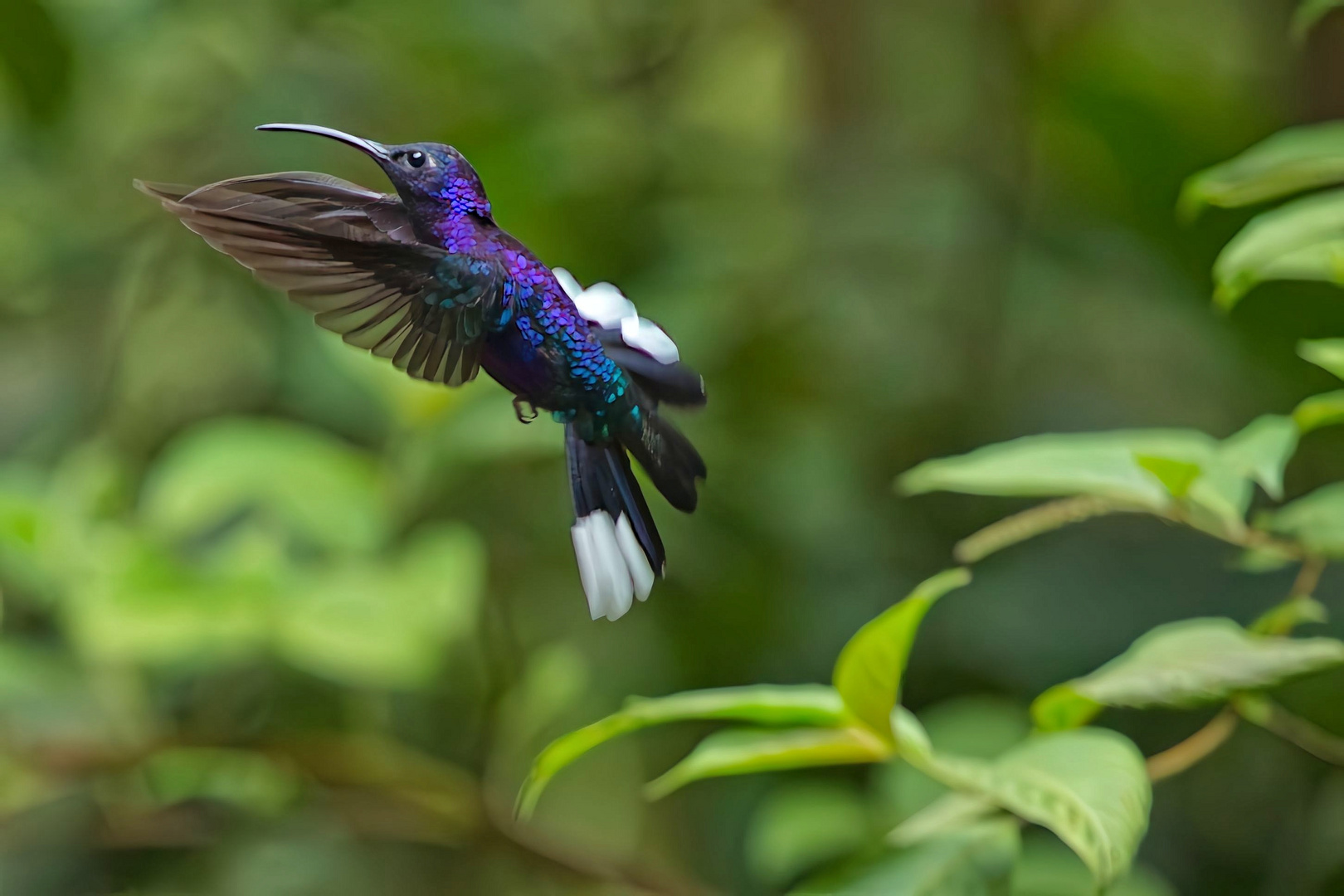 Kolibri , fotografiert in Costa Rica 