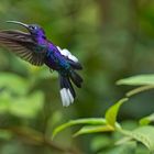 Kolibri , fotografiert in Costa Rica 