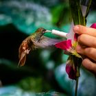 Kolibri Fütterung
