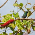Kolibri gönnt sich eine Pause