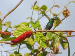 Kolibri gönnt sich eine Pause