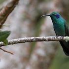 Kolibri - Green Violetear