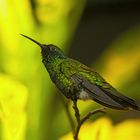 Kolibri grün
