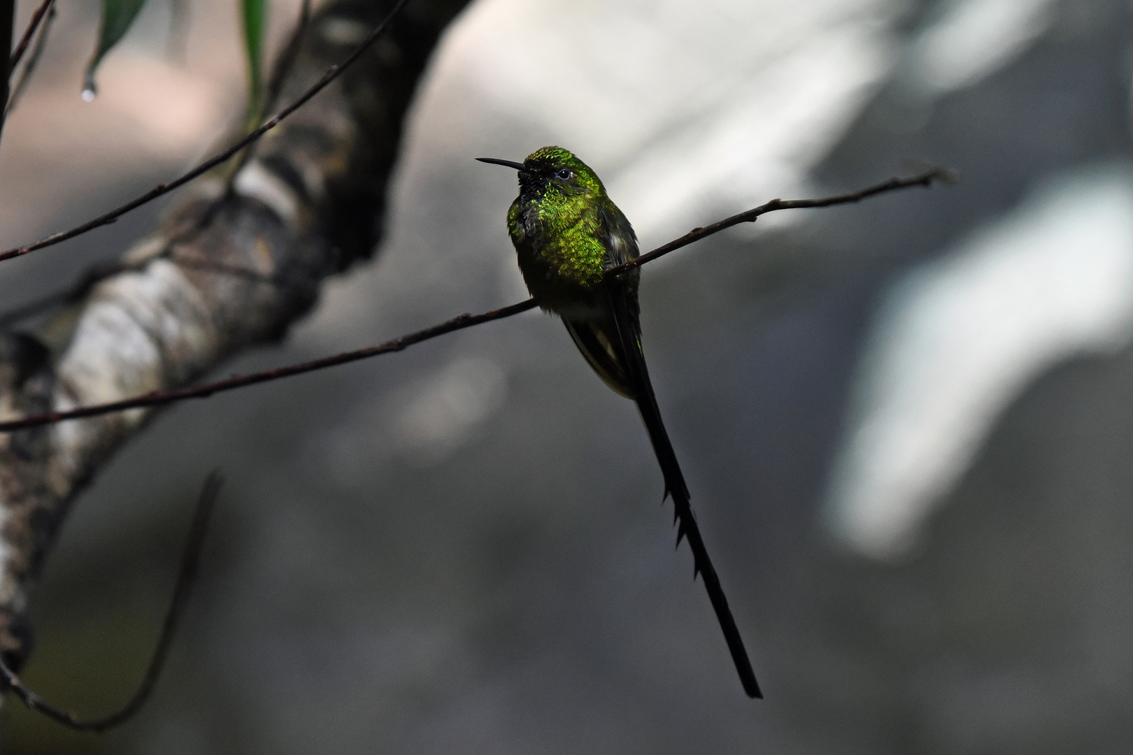 Kolibri / Grünschwanzsylphe