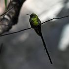 Kolibri / Grünschwanzsylphe
