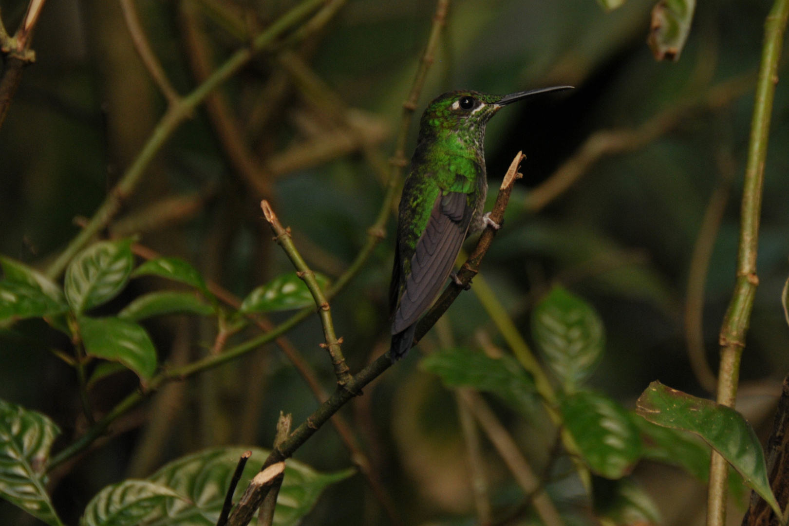 Kolibri - Heliodoxa jacula - Brillante Color - Green-crowned Brilliant