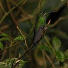Kolibri - Heliodoxa jacula - Brillante Color - Green-crowned Brilliant