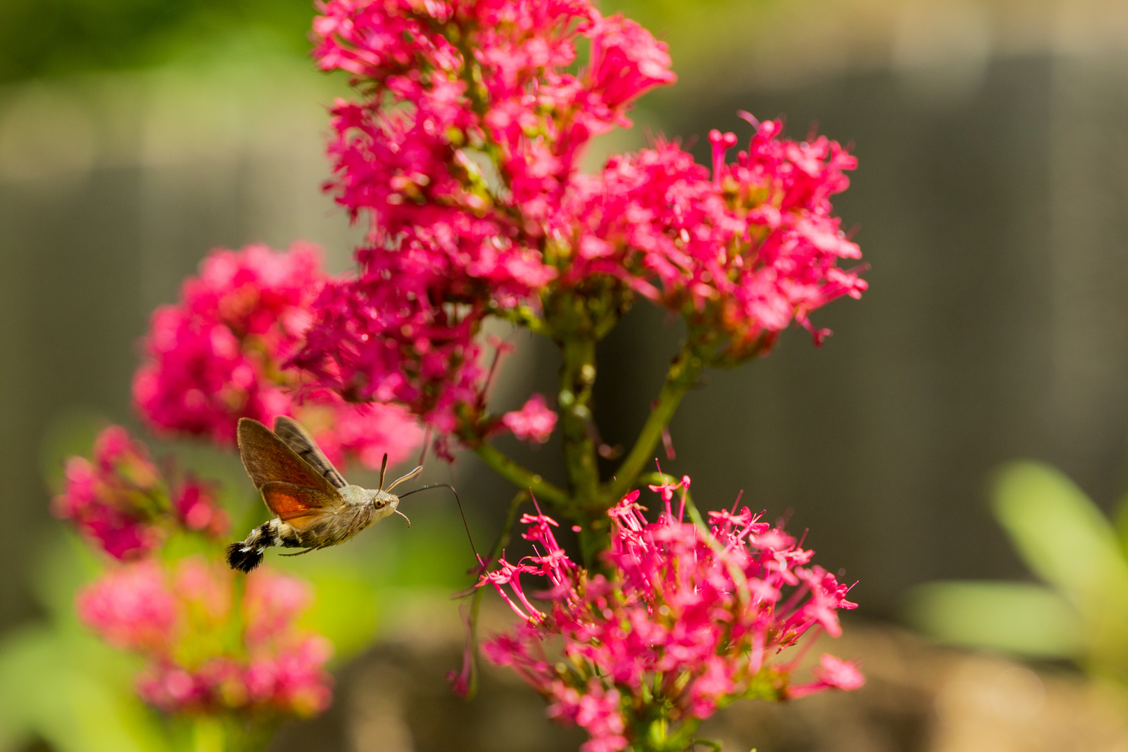 Kolibri Hummel