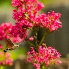 Kolibri Hummel