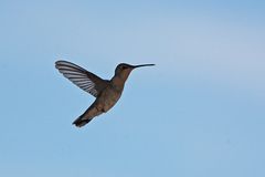 Kolibri - Hummingbird