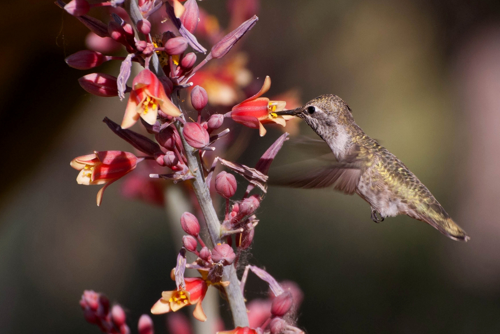 Kolibri - Hummingbird