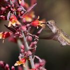 Kolibri - Hummingbird