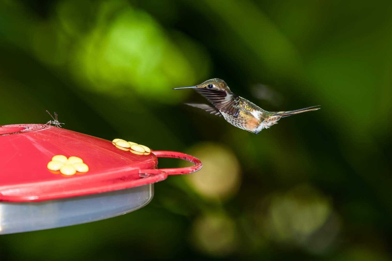 Kolibri - Hummingbird