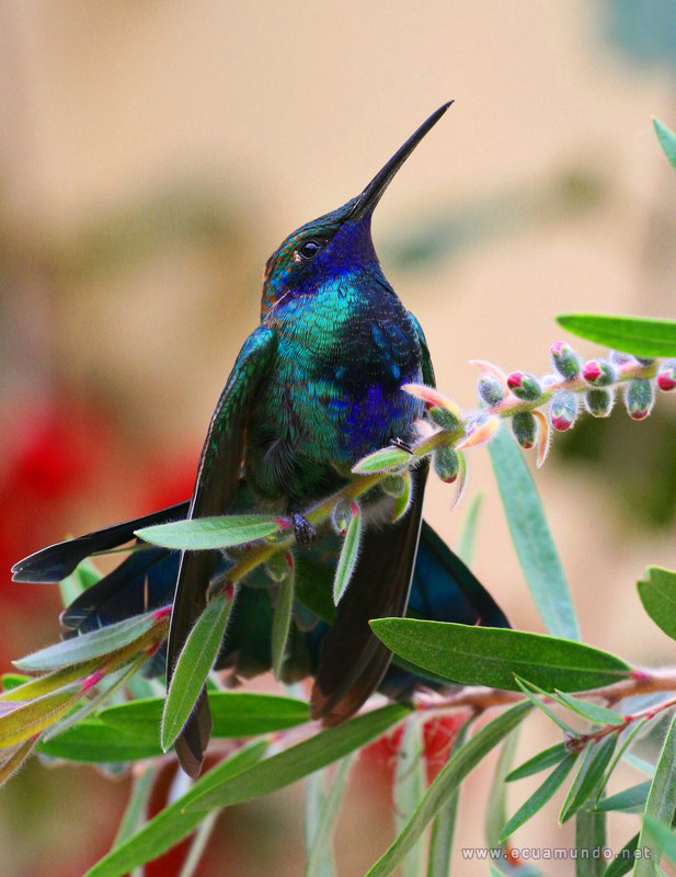 Kolibri - Hummingbird