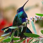 Kolibri - Hummingbird