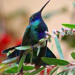 Kolibri - Hummingbird