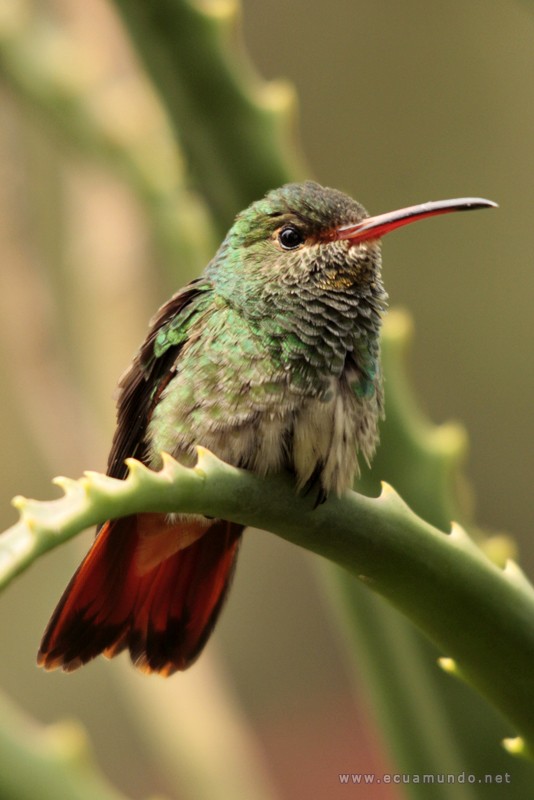 Kolibri - Hummingbird