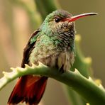 Kolibri - Hummingbird