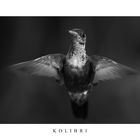 Kolibri II